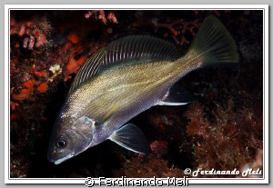 A fish very elegant (Sciaena umbra). by Ferdinando Meli 